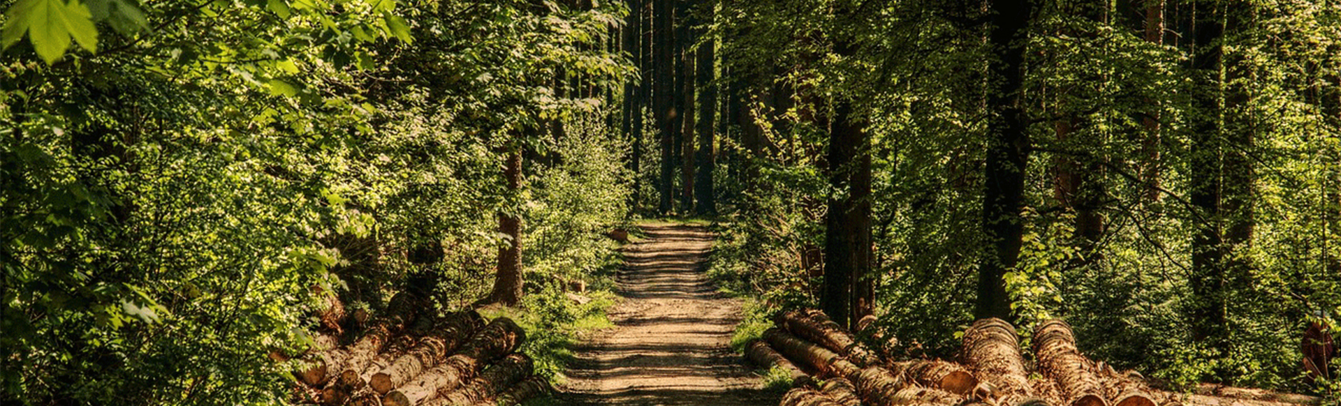 gestion durable foret