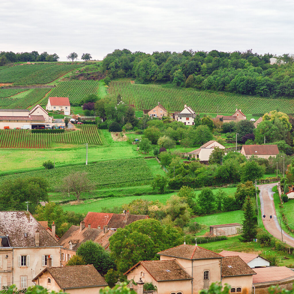 Paysage typique de la côte châlonnaise viticole